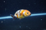 2Pack Ranchu   2.5 Inch (ID#228RPTD-8) Free2Day SHIPPING