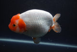 Jumbo Ranchu  Red White 6 Inch (ID#1011To10a-93)