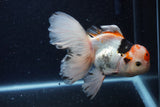 Thai Oranda  Tricolor 6 Inch (ID#1129To6c-109)