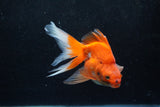 Ryukin Long Tail Red White 4.5 Inch (ID#1217Ry7b-1) Free2Day SHIPPING