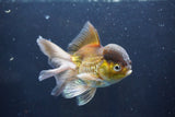 Thai Oranda  Bronze 5 Inch (ID#1008To2b-103) Free2Day SHIPPING