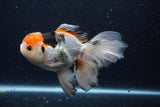 Thai Oranda  Tricolor 6 Inch (ID#1129To6c-109)