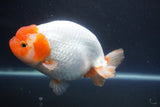 Jumbo Ranchu  Red White 6 Inch (ID#1011To10a-93)