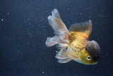 Thai Oranda  Bronze 5 Inch (ID#1008To2b-103) Free2Day SHIPPING