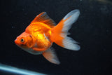 Ryukin Long Tail Red White 4.5 Inch (ID#1217Ry7b-1) Free2Day SHIPPING