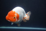 Jumbo Ranchu  Red White 6 Inch (ID#1011To10a-93)