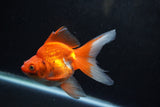 Ryukin Long Tail Red White 4.5 Inch (ID#1217Ry7b-1) Free2Day SHIPPING