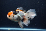 Thai Oranda  Tricolor 6 Inch (ID#1129To6c-109)