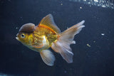 Thai Oranda  Bronze 5 Inch (ID#1008To2b-103) Free2Day SHIPPING