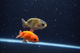 2Pack Ranchu   2.5 Inch (ID#228RPTD-9) Free2Day SHIPPING