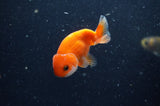2Pack Ranchu   2.5 Inch (ID#228RPTD-9) Free2Day SHIPPING