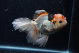 Thai Oranda  Tricolor 6 Inch (ID#1129To6c-109)