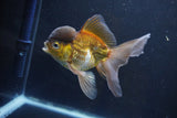 Thai Oranda  Bronze 5 Inch (ID#1008To2b-103) Free2Day SHIPPING