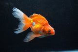 Ryukin Long Tail Red White 4.5 Inch (ID#1217Ry7b-1) Free2Day SHIPPING