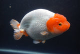 Jumbo Ranchu  Red White 6 Inch (ID#1011To10a-93)