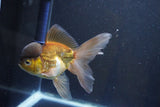 Thai Oranda  Bronze 5 Inch (ID#1008To2b-103) Free2Day SHIPPING