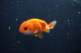 2Pack Ranchu   2.5 Inch (ID#228RPTD-9) Free2Day SHIPPING