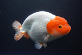 Jumbo Ranchu  Red White 6 Inch (ID#1011To10a-93)