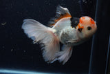 Thai Oranda  Tricolor 6 Inch (ID#1129To6c-109)