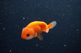 2Pack Ranchu   2.5 Inch (ID#228RPTD-9) Free2Day SHIPPING