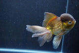 Thai Oranda  Bronze 5 Inch (ID#1008To2b-103) Free2Day SHIPPING