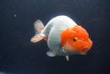 Jumbo Ranchu  Red White 6 Inch (ID#1011To10a-93)