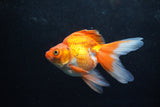 Ryukin Long Tail Red White 4.5 Inch (ID#1217Ry7b-1) Free2Day SHIPPING