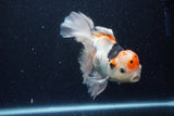 Thai Oranda  Tricolor 6 Inch (ID#1129To6c-109)