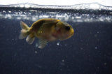 2Pack Ranchu   2.5 Inch (ID#228RPTD-9) Free2Day SHIPPING