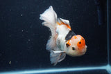 Thai Oranda  Tricolor 6 Inch (ID#1129To6c-109)