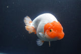 Jumbo Ranchu  Red White 6 Inch (ID#1011To10a-93)