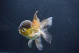 Thai Oranda  Bronze 5 Inch (ID#1008To2b-103) Free2Day SHIPPING