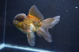 Thai Oranda  Bronze 5 Inch (ID#1008To2b-103) Free2Day SHIPPING