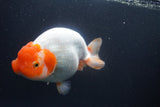 Jumbo Ranchu  Red White 6 Inch (ID#1011To10a-93)