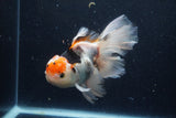 Thai Oranda  Tricolor 6 Inch (ID#1129To6c-109)