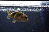 2Pack Ranchu   2.5 Inch (ID#228RPTD-9) Free2Day SHIPPING