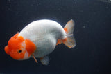 Jumbo Ranchu  Red White 6 Inch (ID#1011To10a-93)