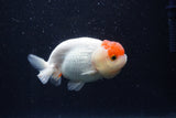 Juvenile Lionchu  Red White 3.5 Inch (ID#214R11b-15) Free2Day SHIPPING