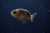 2Pack Ranchu   2.5 Inch (ID#228RPTD-9) Free2Day SHIPPING