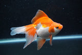 Ryukin Long Tail Red White 5 Inch (ID#1217Ry7b-2) Free2Day SHIPPING