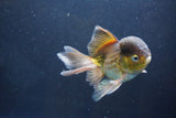 Thai Oranda  Bronze 5 Inch (ID#1008To2b-103) Free2Day SHIPPING