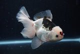 Thai Oranda  Panda 5.5 Inch (ID#1129To6c-110)