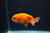 2Pack Ranchu   2.5 Inch (ID#228RPTD-9) Free2Day SHIPPING