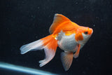 Ryukin Long Tail Red White 5 Inch (ID#1217Ry7b-2) Free2Day SHIPPING