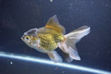 Thai Oranda  Bronze 5 Inch (ID#1008To2b-104) Free2Day SHIPPING