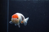 Juvenile Lionchu  Red White 3.5 Inch (ID#214R11b-15) Free2Day SHIPPING