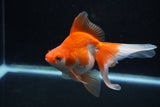 Ryukin Long Tail Red White 5 Inch (ID#1217Ry7b-2) Free2Day SHIPPING