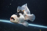 Thai Oranda  Panda 5.5 Inch (ID#1129To6c-110)