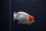 Juvenile Lionchu  Red White 3.5 Inch (ID#214R11b-15) Free2Day SHIPPING