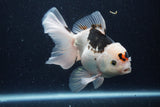 Thai Oranda  Panda 5.5 Inch (ID#1129To6c-110)